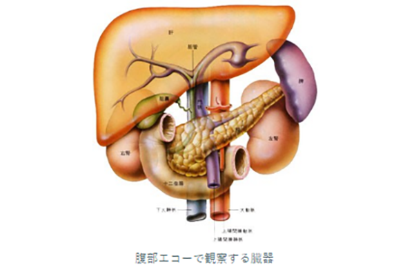 腹部エコーで観察する臓器