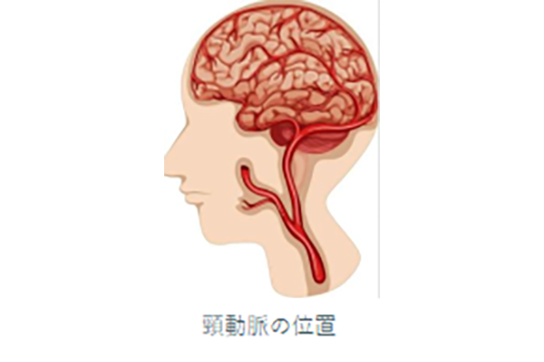 頸動脈の位置