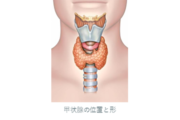 甲状腺の位置と形